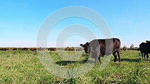 In meadow, on farm, big brown and black pedigree, breeding cows, bulls are grazing. Cattle for meat production in