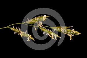 Meadow Fescue (Lolium pratense). Inflorescence Detail Closeup