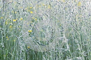 Meadow fescue and yellow flowers covered with morning dew