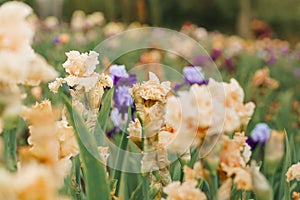 meadow or field blooming multicolored iris Flower