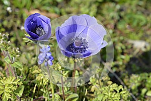 Meadow field with blue poppy spring flowers