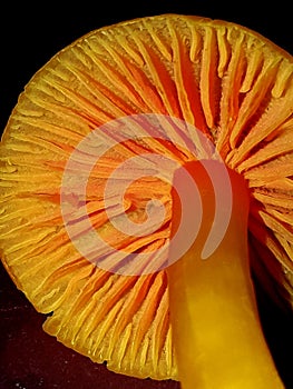 Meadow field common mushrooms