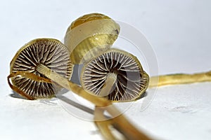 Meadow field common mushrooms