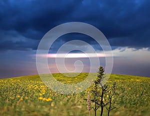 Meadow field with flowers and green grass herbs  blue cloudy  pink sunset  sky  evening hature landscape