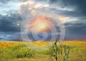 Meadow field with flowers and green grass herbs  blue cloudy  pink sunset  sky  evening hature landscape