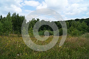 Meadow with field flowers near the forest