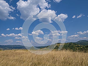 Meadow field with wheat corn grain cereal crops.