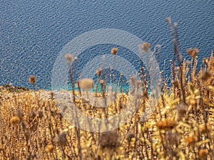 Meadow field with wheat corn grain cereal crops.