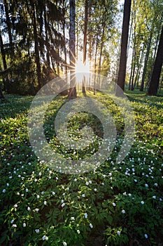 Meadow in Finland in summer