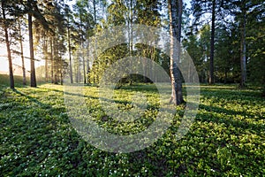 Meadow in Finland in summer