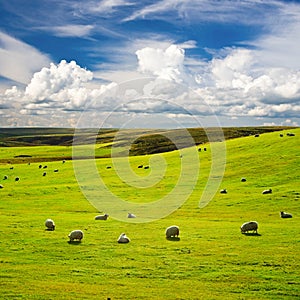 Meadow with flock of sheep