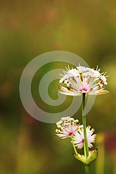 Prato fiore 