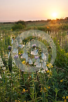 Meadow with flower and butterfly