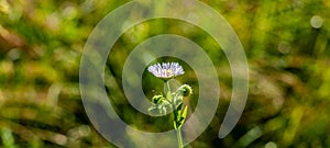 Meadow flower covered with drops of dew on a blurred background