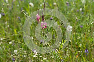 Meadow flower Sainfoin Onobrychis viciifolia grows in a field on a green background of miscellaneous herbs.