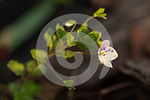 Meadow flower. Tiny flower on a dark background