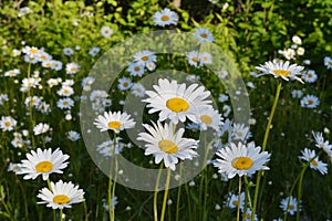 Meadow with flowering daisies in summer sunny day. White petals and yellow cores of chamomiles