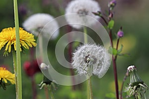 Meadow after flowering. Detail of seeds of Common Dandelion.