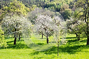 Meadow with flowering fruit trees