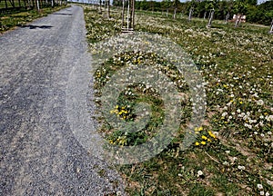 meadow with a flowering monoculture of dandelions is covered with photo