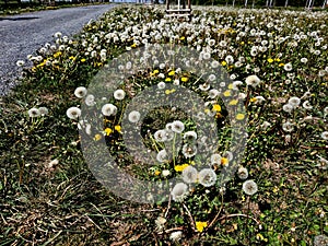 meadow with a flowering monoculture of dandelions is covered with photo