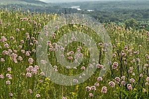 A meadow of flowering wild onions