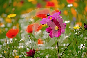 Meadow flowers