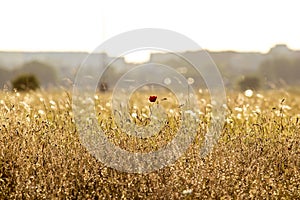 Meadow with flowers