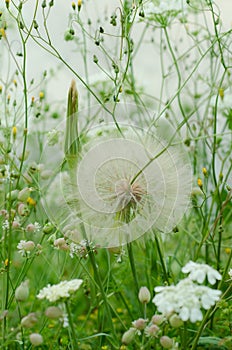 Meadow flowers