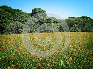 Meadow with flowers