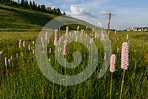 Meadow with flowers
