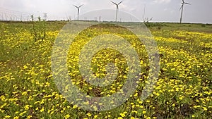 Meadow of Flowers.