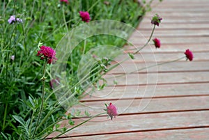 Meadow flowers against a wooden terrace wall red green bloom knautia macedonica