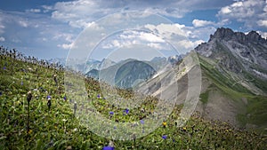 Meadow with flowers in Allgau Alps