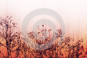 Meadow flowers, beautiful fresh morning in soft warm light. Vintage autumn landscape blurry natural background.