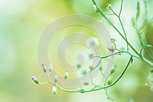 Meadow flowers, beautiful fresh morning in soft warm light. Vintage autumn landscape blurry natural background.