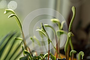 Meadow flowers - beautiful green petals, leaves and flowers in the pot the nature or garden.