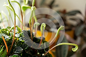 Meadow flowers - beautiful green petals, leaves and flowers in the pot the nature or garden.