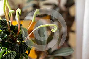 Meadow flowers - beautiful green petals, leaves and flowers in the pot the nature or garden.