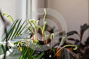 Meadow flowers - beautiful green petals, leaves and flowers in the pot the nature or garden.