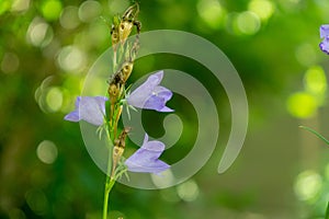 Meadow flowers - beautiful purple bellflowers in the nature.