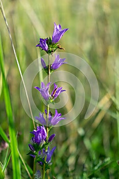 Meadow flowers - beautiful purple bellflowers in the nature.