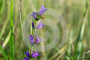 Meadow flowers - beautiful purple bellflowers in the nature.