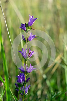 Meadow flowers - beautiful purple bellflowers in the nature.