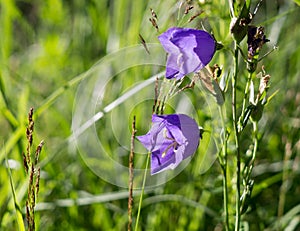 Meadow flowers - beautiful purple bellflowers in the nature.