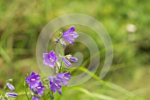 Meadow flowers - beautiful purple bellflowers in the nature.