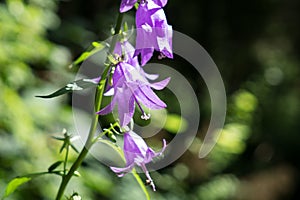 Meadow flowers - beautiful purple bellflowers in the nature.