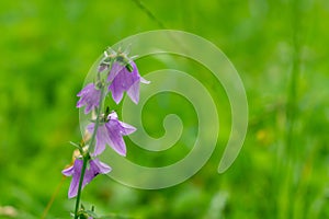 Meadow flowers - beautiful purple bellflowers in the nature.