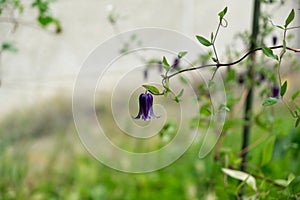 Meadow flowers - beautiful purple bellflowers in the nature.