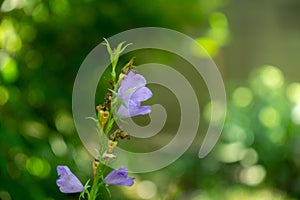 Meadow flowers - beautiful purple bellflowers in the nature.